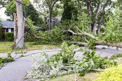 Fallen Tree in Yard