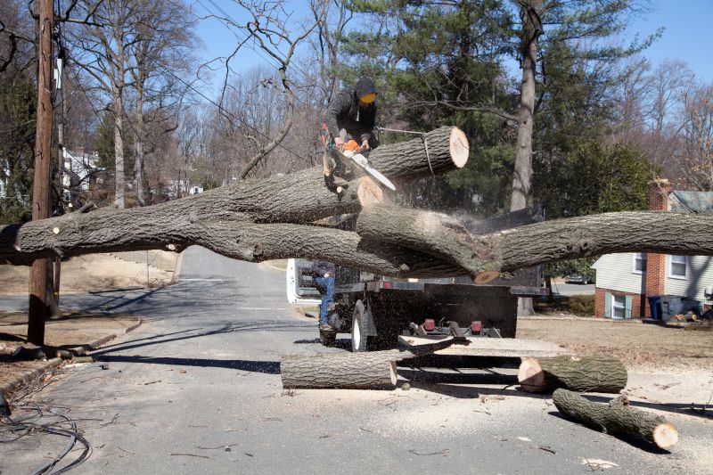 Tree Removal Crew