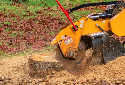 Tree Trunk Removal in Aiken, SC
