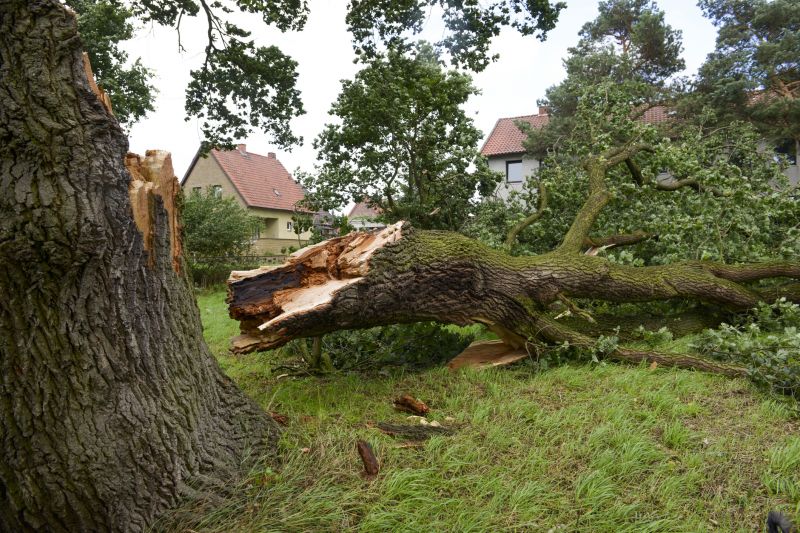 Willow Tree Removal in Allentown, PA