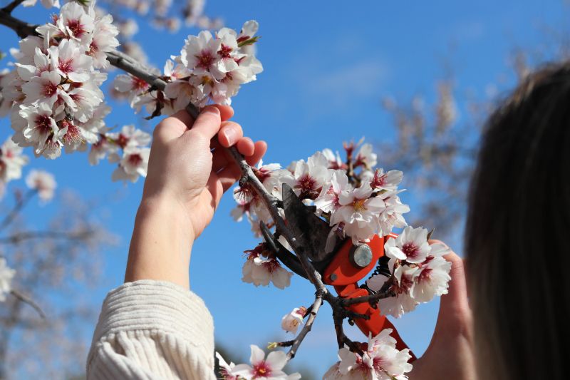 Branches Pruning in Aiken, SC